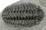 Phacopid (Adrisiops) Trilobite - Jbel Oudriss, Morocco #222407-2